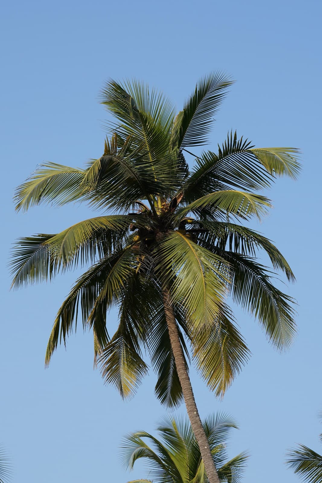 Goa